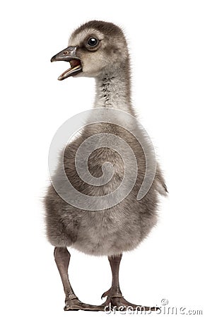 Hawaiian Goose or NÆ’Ã¬nÆ’Ã¬, Branta sandvicensis, a species of goose, 4 days old Stock Photo